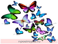 Фотопечать бабочки Фото 99