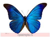 Фотопечать бабочки Фото 58