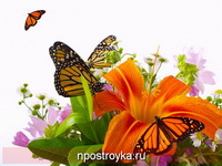 Фотопечать бабочки Фото 69