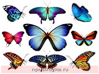 Фотопечать бабочки Фото 40