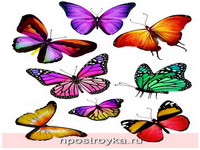 Фотопечать бабочки Фото 140