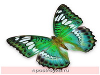 Фотопечать бабочки Фото 151