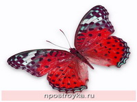 Фотопечать бабочки Фото 77