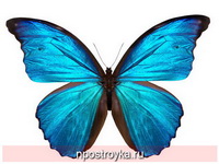 Фотопечать бабочки Фото 145