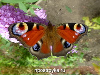 Фотопечать бабочки Фото 43