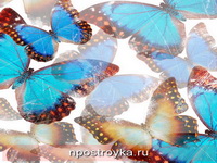 Фотопечать бабочки Фото 41
