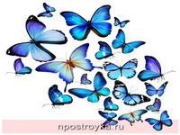 Фотопечать бабочки Фото 131
