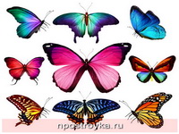 Фотопечать бабочки Фото 54