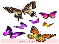 Фотопечать бабочки Фото 91