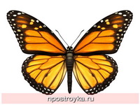 Фотопечать бабочки Фото 139