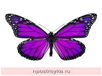 Фотопечать бабочки Фото 148