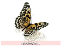 Фотопечать бабочки Фото 98