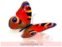 Фотопечать бабочки Фото 80