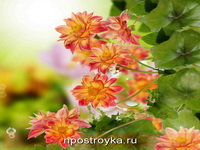 Фотопечать цветы Фото 145