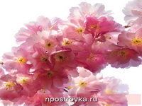 Фотопечать цветы Фото 160