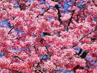 Фотопечать цветы Фото 185