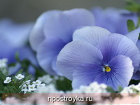 Фотопечать цветы Фото 101